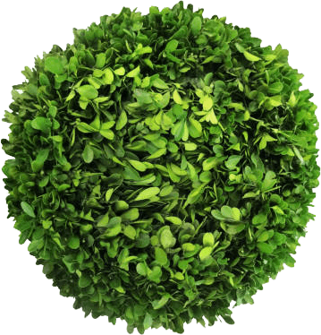 bushas.png