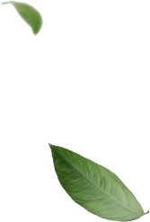 shap-9.png